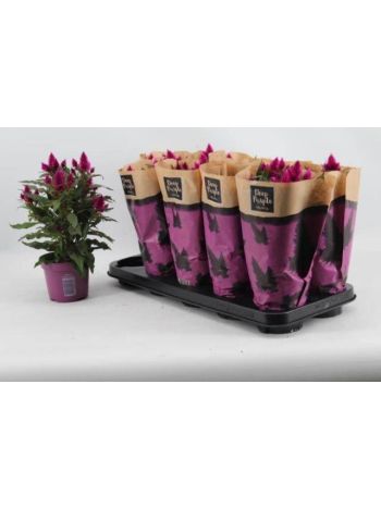 CEL DEEP PURPLE