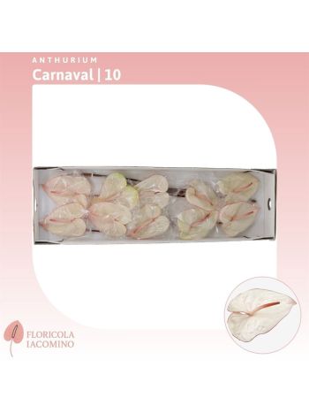 ANTH A CARNAVAL *10