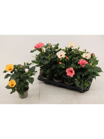 ZZ HIBISCUS MIX