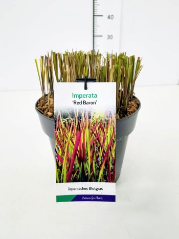 IMPERATA CYL RED BARON