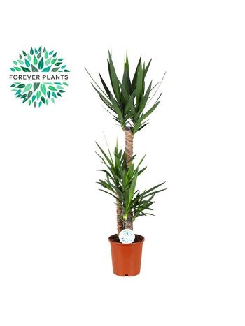 YUCCA 3 TÖRZSES