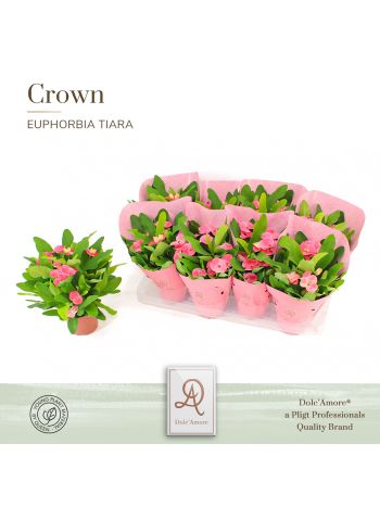 EUPHORBIA TIARA CHARLOTTE