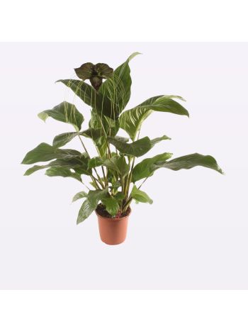 TACCA