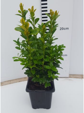BUXU SEMPERVIRENS