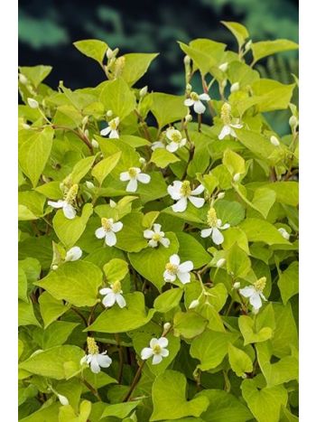 HOUTTUYNIA CORDATA