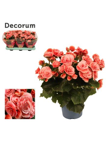 BEGONIA BORIAS