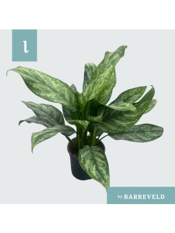 AGLAO PAINTED PRINCES