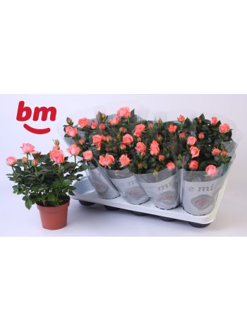 RO CANDY BEAU MONDE AKCIO