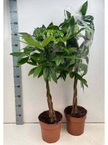 PACHIRA AQUATICA