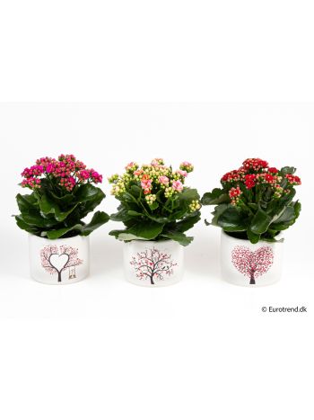 KAL VALINTEN KASPOS AKCIO