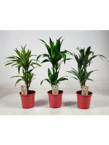 DRA DE GEM 2 TÖRZSES AKCIO