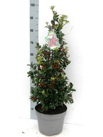 ILEX MES BLUE MAID PYRAMID