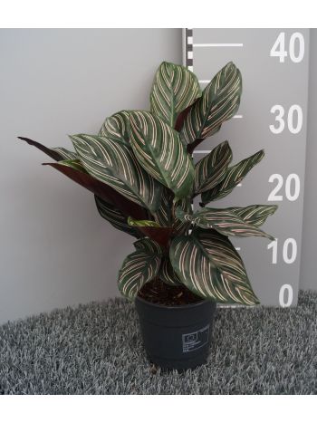 CALAT SANDERIANA