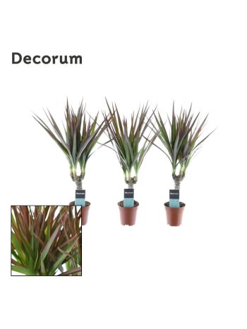 DRAC MARGINATA MAGENTA