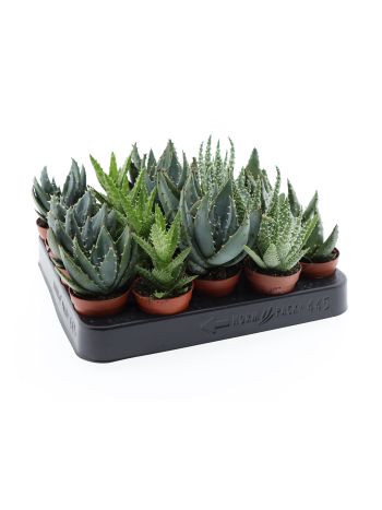 ALOE MIX