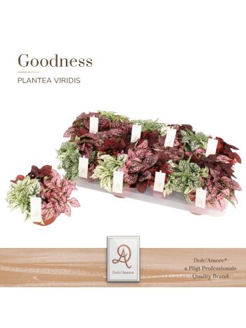 HYPOESTES TRIO