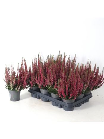 CALLU BL RED