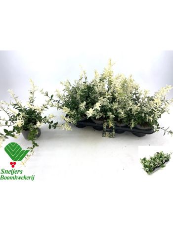EUONYMUS FO HARLEQUI