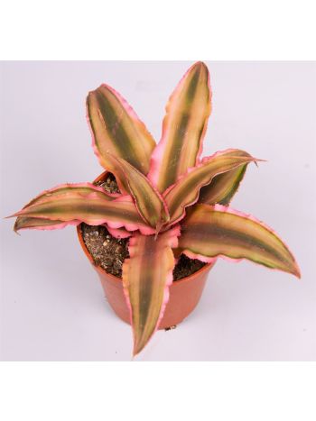 CRYPTAN BIV PINK STA