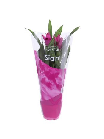 CURCU AL SIAM SUBLIM