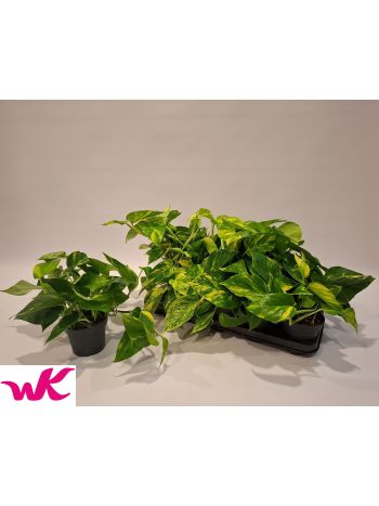 EPIP HICOLOR