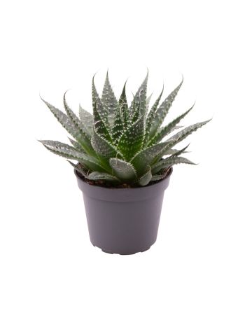 ALOE ARISTATA
