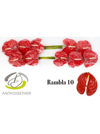 ANTH RAMBLA *10