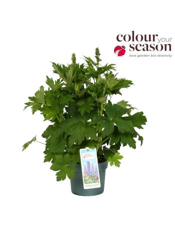 DELPHINIUM DELPHINITY BLUE P19