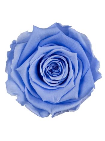 ZZ A TARTÓSRÓZSA LL VIO 89