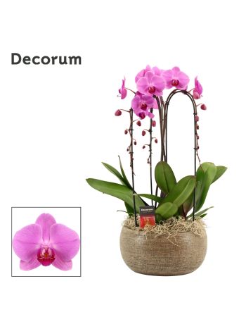 PHAL SYMP MIX CASCADE 3 ÁG PINK