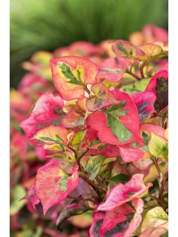 HOUTTUYNIA CORDATA CHAMELEON