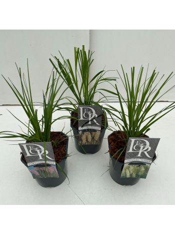 CORTADERIA SELL MIX