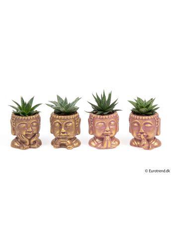 Ö. SUCC MIX BUDDHA KASPÓ