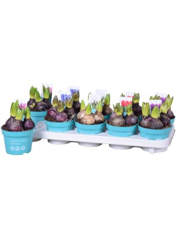 ZZ HYACIN 3 PP DIAMOND COLLECTION