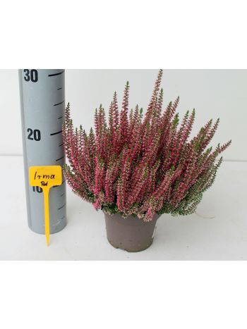 CALLU IRMA