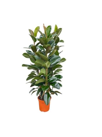 FIC ELASTICA ROBUSTA