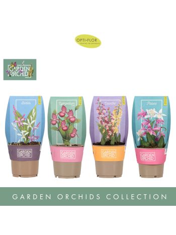 GARDEN ORCHID 6+ MIX