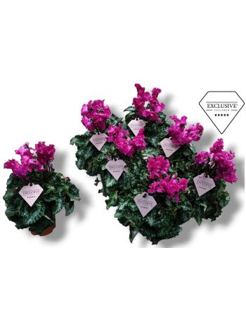 CYCL MD SUP MERENGUE PINK AKCIO