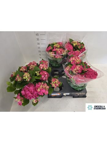 HYDR M 5+ PINK