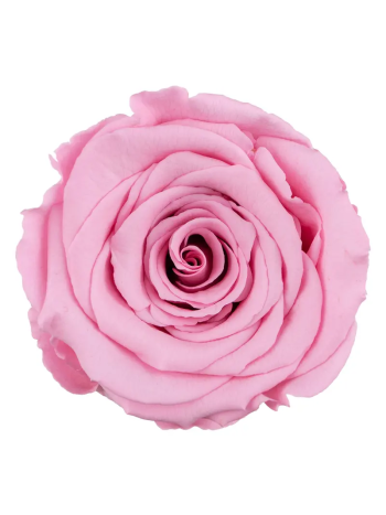 ZZ A TARTÓSRÓZSA LL PIN 06