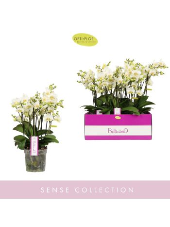 PHAL BELISSIMO BELLA