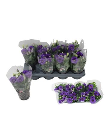 EUST JULIETTA BLUE