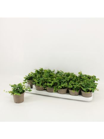 FICUS PUMILA GREEN SUNNY