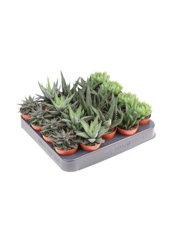HAWORTHIA GEM