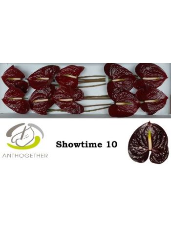 ANTHU A SHOWTIME *10