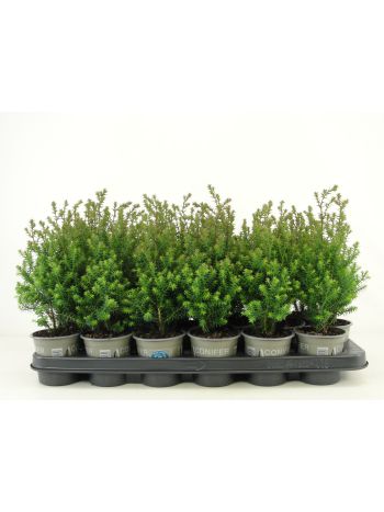 CHAM THYOIDES RUBICON