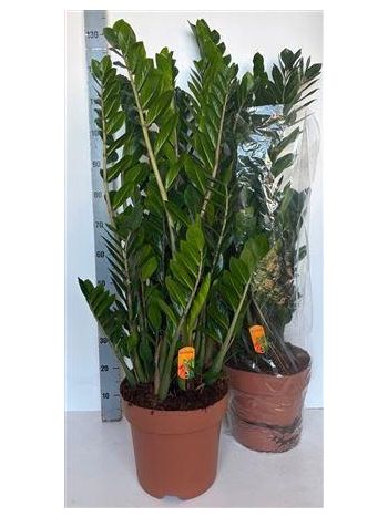 ZAMIO ZAMIIFOLIA