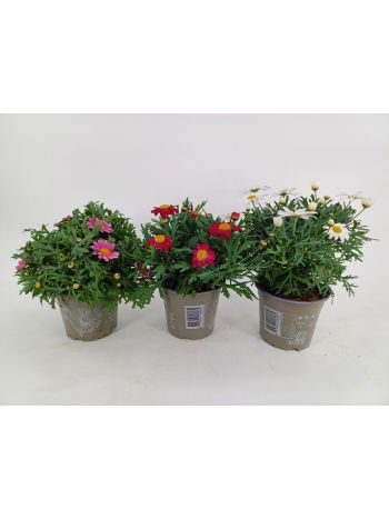 MARGAR&Eacute;TA MIX*8