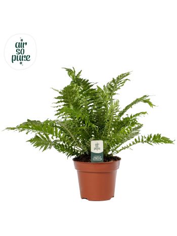 BLECHNUM SILVER LADY