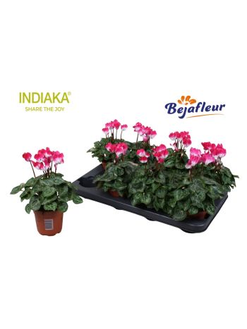 CYCL INDIAKA MAGENTA